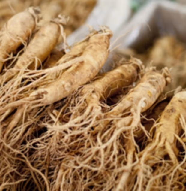 Close-up of fresh Korean ginseng roots