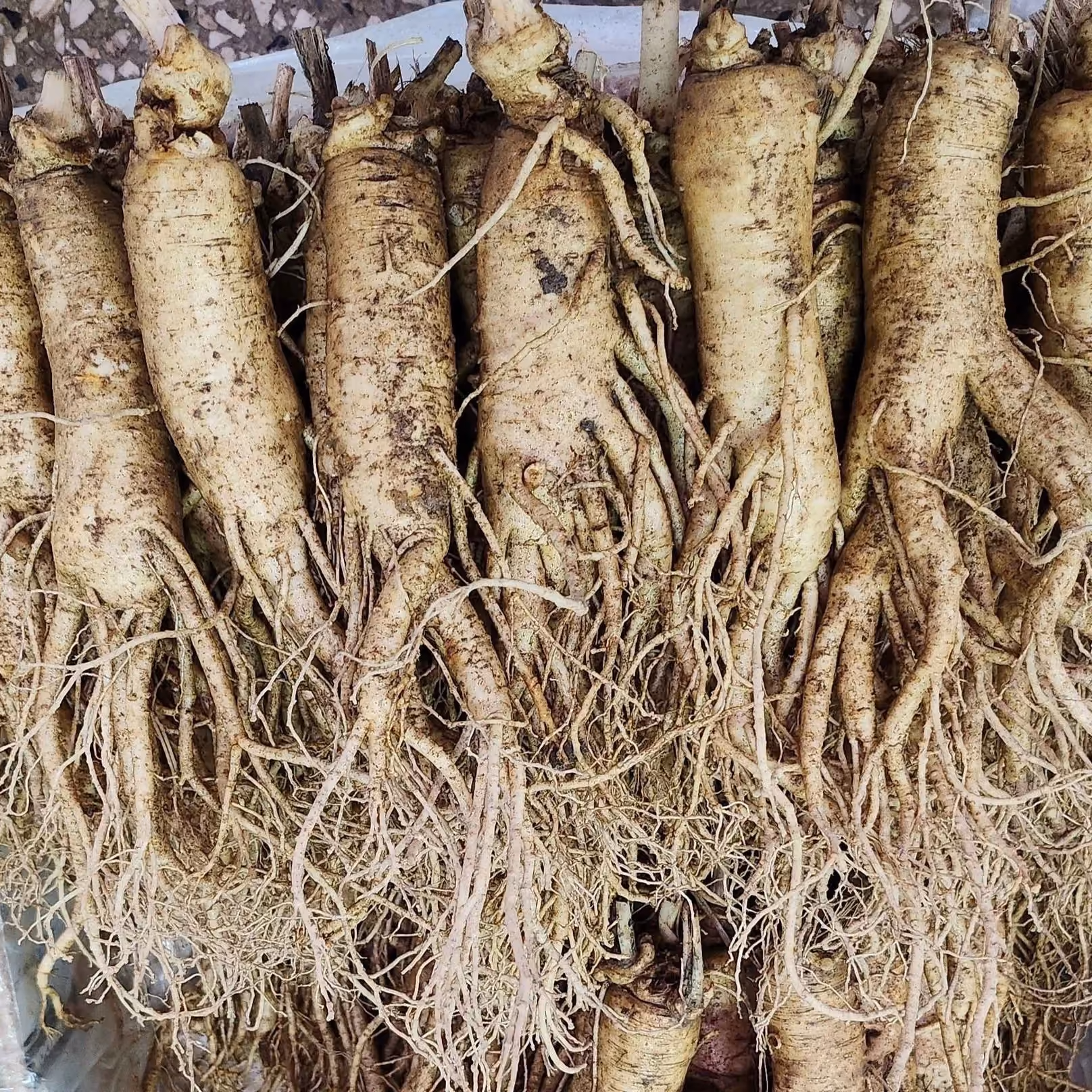 Ginseng harvested by farmers in Geumsan