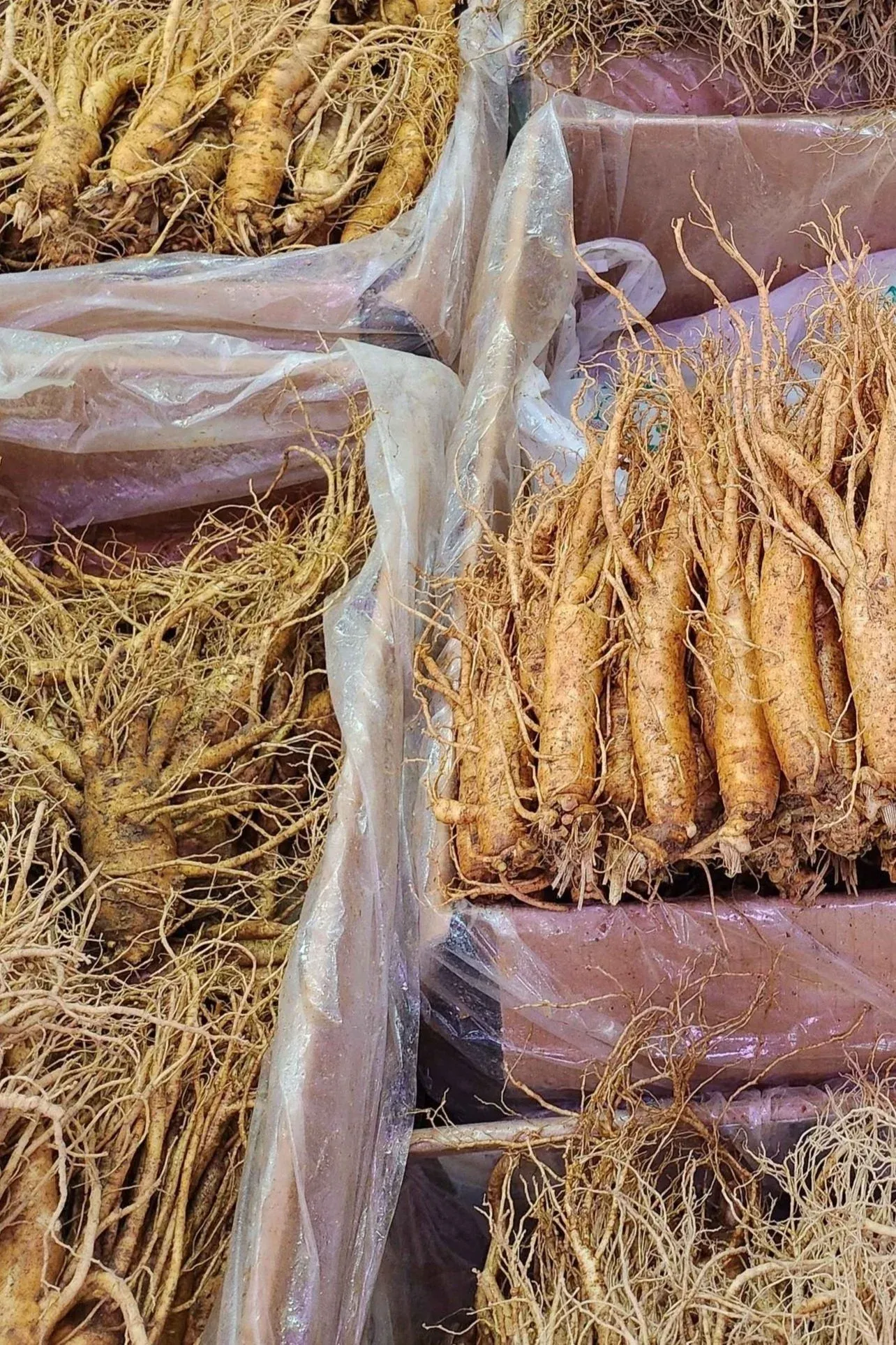 Freshly harvested Korean ginseng from Geumsan